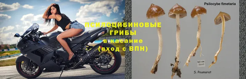 mega зеркало  Задонск  Псилоцибиновые грибы Cubensis 